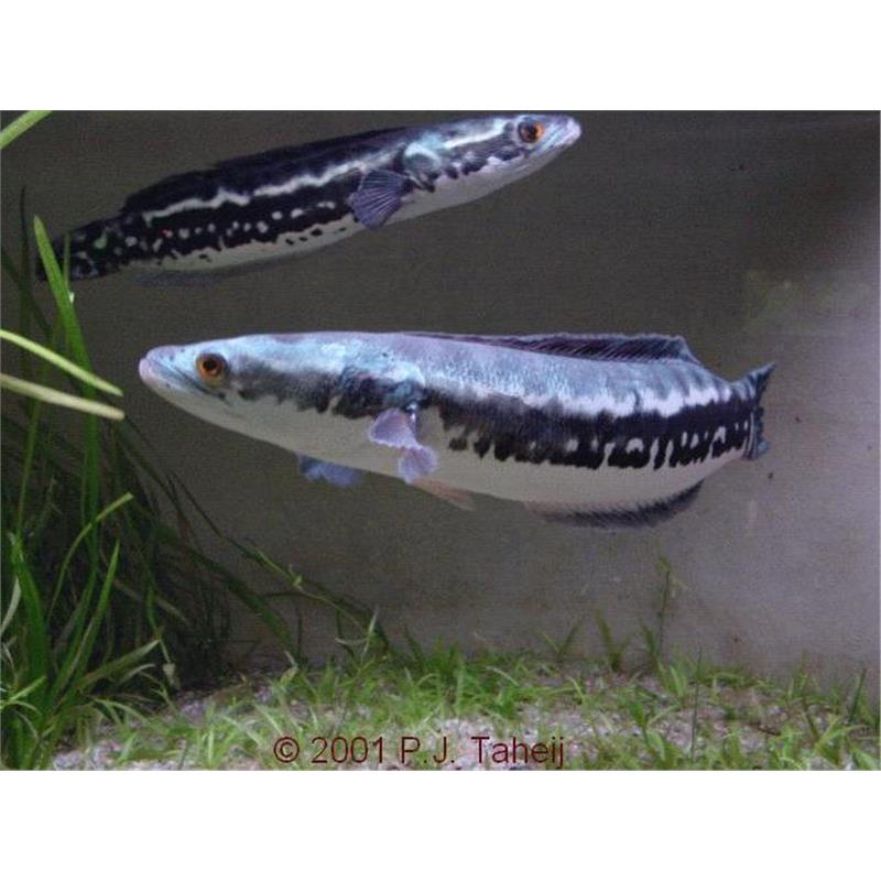 Channa micropeltes (Cap de Sarpe gigant) - imagine 5